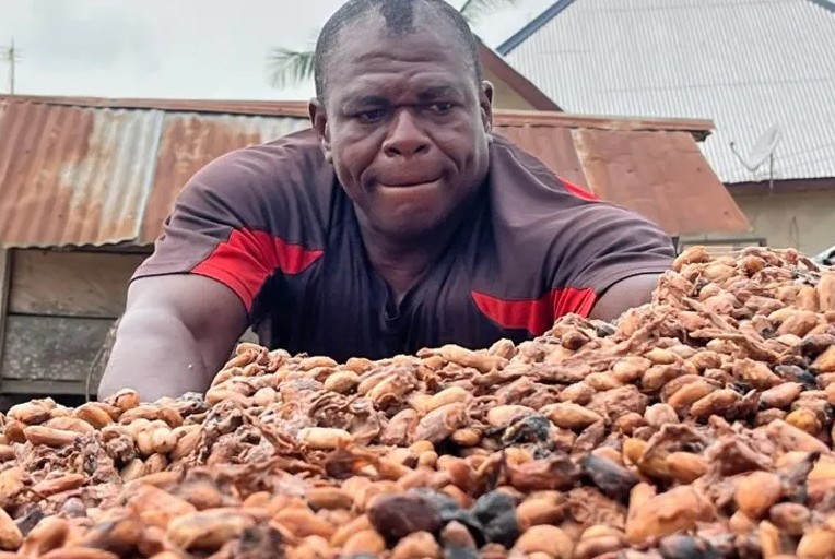 Pad tržišta čokolade: Gorka vremena za farmere kakaa