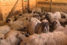 Mladi u Konjicu ostaju i pokreću vlastite poslove