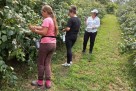 Počela berba maline u ZDK: Očekuju se bolji prinosi i veći otkup