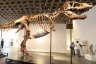 Fosil T-rexa oborio rekord: Gus prodat za više od 50 miliona dolara