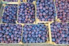 Ogromna razlika u cijeni šljiva u Hrvatskoj i BiH