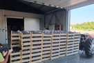 Voćari u najtežoj godini: Šljiva rodila, ali zarade gotovo da nema