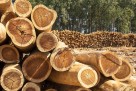 Šume RS pale na niske grane: Dižu kredit od 55 miliona KM